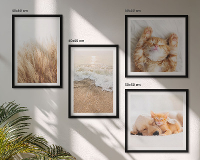 Multi-piece wall decor set Cute animals cats dogs beach