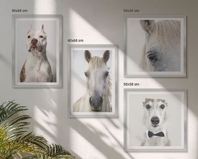 Set of 4 wall art pieces Portraits of dogs and horses elegantly