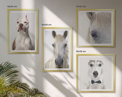 Set of 4 wall art pieces Portraits of dogs and horses elegantly