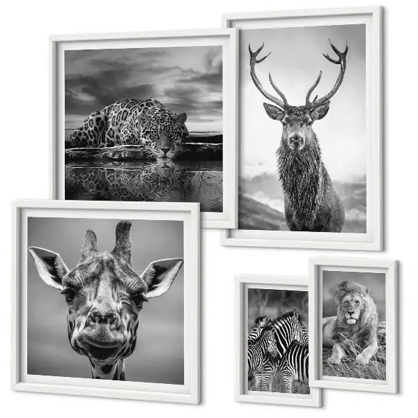 Framed photo set Black and white animals nature