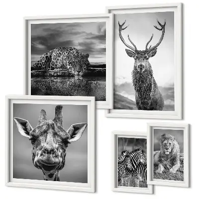 Framed photo set Black and white animals nature