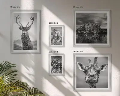 Framed photo set Black and white animals nature