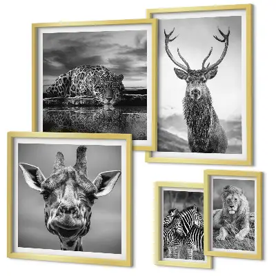 Framed photo set Black and white animals nature