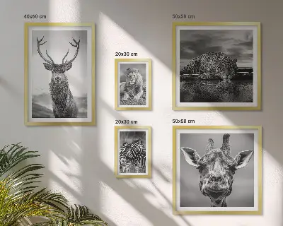 Framed photo set Black and white animals nature
