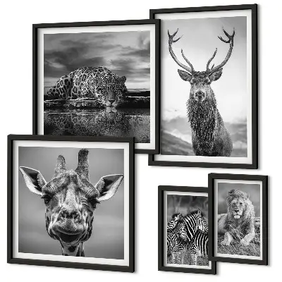 Framed photo set Black and white animals nature