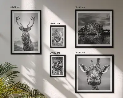 Framed photo set Black and white animals nature