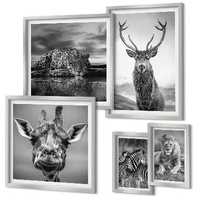Framed photo set Black and white animals nature