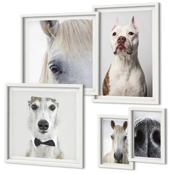 Framed photo set Modern animal portraits