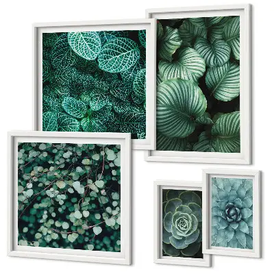 Gallery wall Plant leaves succulents nature