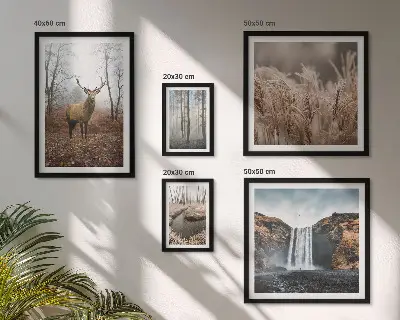 Framed photo set Wildlife landscapes